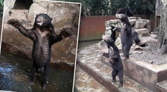 Šokující VIDEO: Vyhublí medvědi prosí návštěvníky zoo o jídlo!