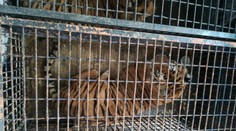 Tygři trpěli v kamionu osm dní, o jejich životy teď bojují v polské zoo!