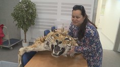 Za ničení přírody padly milionové pokuty! Trestali i kuchání tygrů