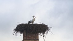 Čápi přiletěli do Česka nečekaně brzo. Jsou to líní troubové, vysvětluje odborník