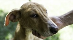 Polsko hlásí nové případy vztekliny. Veterináři objevili hned dvě ohniska