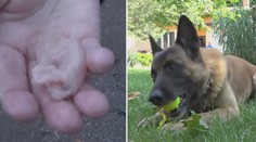 Seniorka měla rozhazovat v parku maso s hřebíky! Nachytal ji strážník