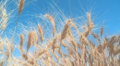 Pětice zemí odmítá plodiny z Ukrajiny. Chráníme naše farmáře, prohlašují