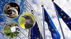 EU nařídila likvidaci některých zvířat! Vytvořila seznam vetřelců!
