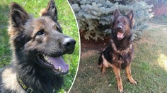 Psí hrdina Majk opět zazářil! Tentokrát zachránil život ztracenému seniorovi