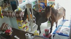 Koně vykradli obchod. Vystrašená prodavačka se bránila rozprašovačem