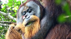 Orangutan si sám vyléčil zranění na hlavě, něco takového vědci ještě neviděli
