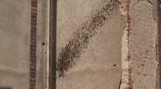 Hasiči vyjíždí k divokým včelím rojům. Volejte nejdřív nás, prosí včelaři
