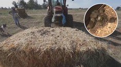 Austrálii zaplavily miliony hlodavců, devastují zemědělskou úrodu