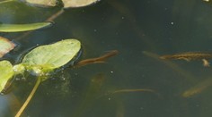 Ve Vsetíně málem ohrozili chráněné obojživelníky. Starosta: Jsou jich miliony