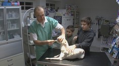 EU chce zakázat některá antibiotika pro zvířata. Budou zbytečně umírat, tvrdí veterináři