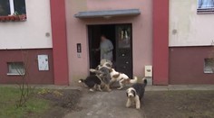 Žena se smečkou psů terorizovala okolí. Přijďte je zastřelit, píše teď na sociální síti