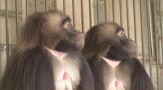 Brněnská zoo chová podivné šelmy. Jezdí za nimi lidé z celé republiky