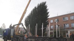 Do Pardubic už přivezli vánoční strom. Cesta se neobešla bez komplikací