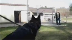 DOJEMNÉ VIDEO: David adoptoval psího parťáka z války, ten šílel štěstím