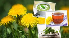 Pampeliškové víno, med či polévka: 5 RECEPTŮ, které vás nastartují!