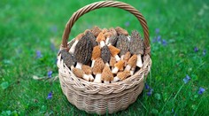 V lesích začala růst jedna z nejlepších českých hub. Lidé domů nosí plné košíky