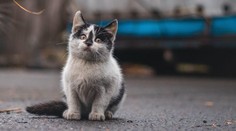 Kotě způsobilo hrozbu pro miliony lidí. Objevili u něj nový kmen smrtící nemoci