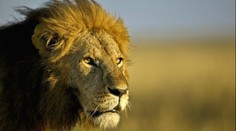Smečka lvů napadla ošetřovatele v zoo. Před zraky návštěvníků ho trhali 15 minut