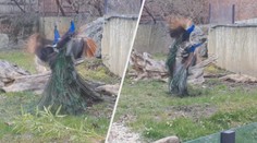 Nelítostný boj elegantních ptáků. Vzduchem létalo peří. VIDEO