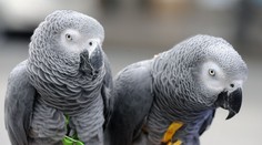 Jedu na veterinu, tvrdil řidič auta plného vzácných papoušků