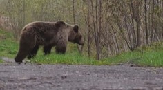 Ve slovenské obci se usadil medvěd, neměl strach z lidí. Utratili ho