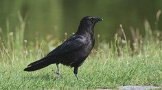 Chránění krkavci zabíjejí na Zlínsku novorozená jehňata. Farmáři jsou zoufalí