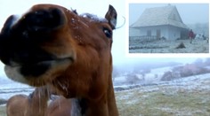 Podivná vesnice: Sousedi staví domy z koňských koblih! VIDEO