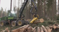 Muž měl prodávat dřevo za téměř 200 tisíc. Nikdy mu ale nepatřilo