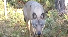 VIDEO: Vlčí smečce na Kokořínsku se daří dobře