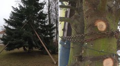 Vánoční strom ve vesnici zlomil vítr, jeho záchrana dopadla neslavně!
