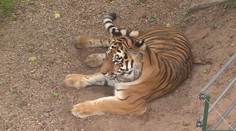 Zoo v Plzni se pyšní novým přírůstkem. Samice tygra přicestovala z Británie