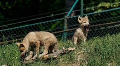 Chlupatá radost v Brně. V zoo se narodila dvě štěňata vlků arktických