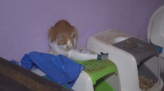 Žena měla byt plný koček, živých i mrtvých! Některé našli v mrazáku