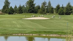 Golfové hřiště obsadili nezvaní návštěvníci. Podle hráčů jde o příjemné rozptýlení