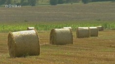 Čeští zemědělci mají strach! Některá pole se mohou vrátit církvi