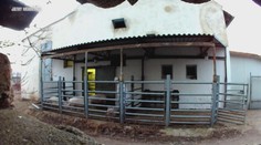 Děsivé záběry z jatek na Znojemsku. Šlo o týrání zvířat, mají jasno veterináři