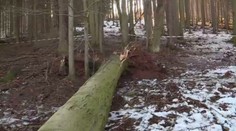 Dělostřelecký granát zarostl do kmene! Museli odpálit celý strom