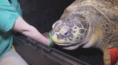 Stará mořská želva překvapila veterináře. Její přesný věk ale neznají