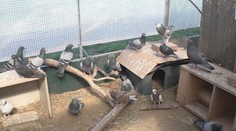 Prahu trápí přemnožení holubi. Rozhodla se jednat, odborníci krok kritizují