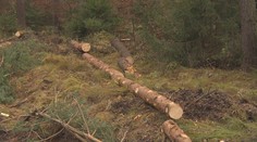 Za kácení stromů mohou hrozit vyšší pokuty. Developeři si z nich totiž nic nedělají