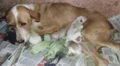 Rodině se narodila ŠTĚŇÁTKA jako z vesmíru: Jsou SVÍTIVĚ ZELENÁ!