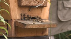 Vážnějších reakcí na hmyzí bodnutí přibývá. Pomoci může imunoterapie jedy