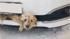 Auto srazilo psa, zaklínil se do nárazníku! Řidič si ničeho nevšiml