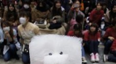 GALERIE: Japonci se zbláznili. Stříhají psy do kostek!