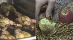 Jací jsou Češi jedlíci? Průzkumy zodpověděly odvěkou otázku
