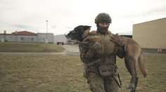 Vojenský kurz na záchranu psů: Z atrapy tekla krev, reportérka se pořádně zapotila