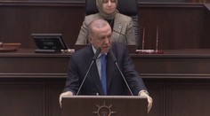 V Turecku hrozí velké hubení psů. Za kontroverzním zákonem stojí Erdogan