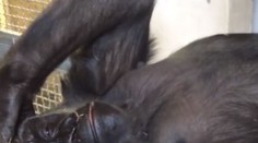 Dojemné video: Zoo zveřejnila záběry z unikátního porodu gorily