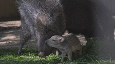 Jihlavská zoo se raduje. Narodilo se tam mládě kriticky ohroženého sudokopytníka